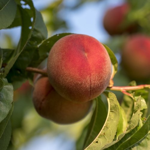 Broskyňa obyčajná (Prunus persica) ´REDHAVEN´ stredne skorá 160-180 cm - voľnokorenná